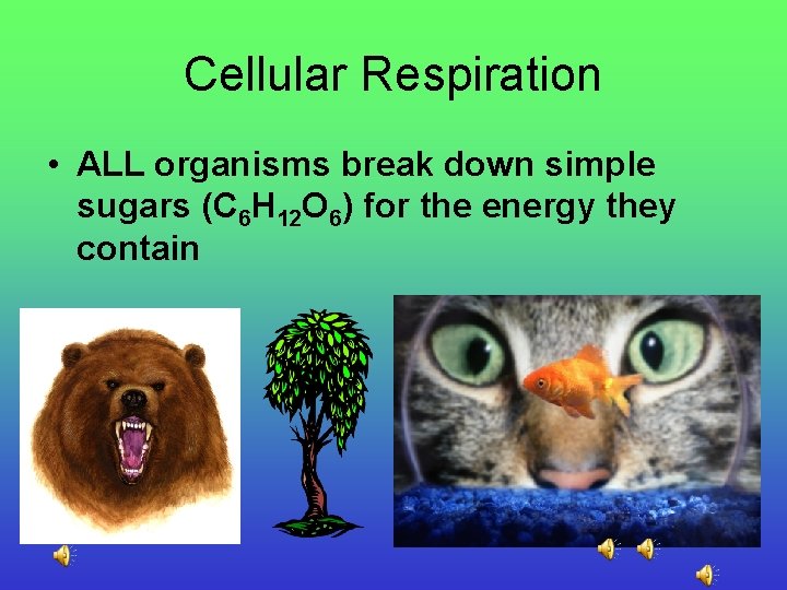 Cellular Respiration • ALL organisms break down simple sugars (C 6 H 12 O