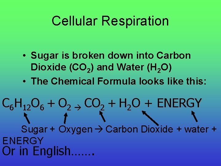 Cellular Respiration • Sugar is broken down into Carbon Dioxide (CO 2) and Water