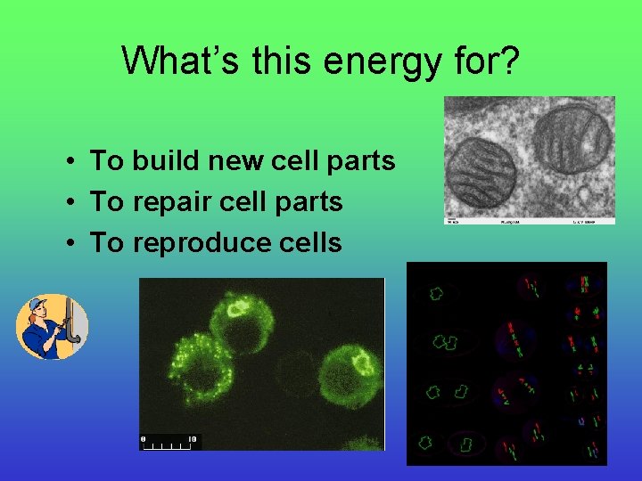 What’s this energy for? • To build new cell parts • To repair cell