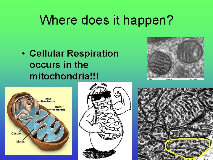 Where does it happen? • Cellular Respiration occurs in the mitochondria!!! 