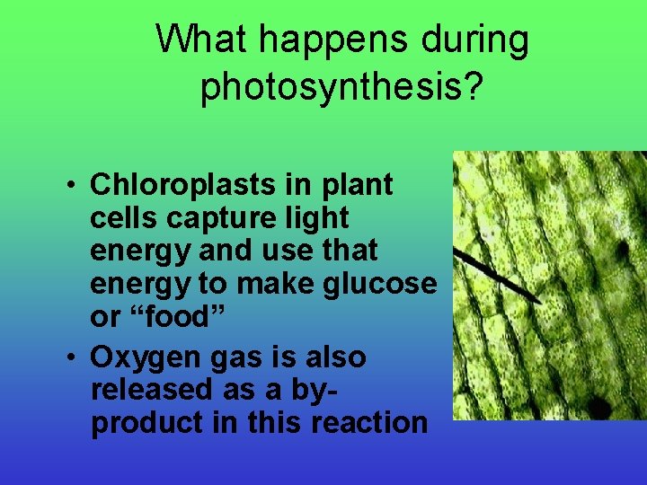 What happens during photosynthesis? • Chloroplasts in plant cells capture light energy and use