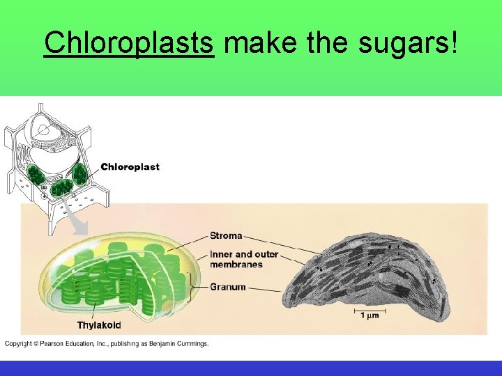 Chloroplasts make the sugars! 