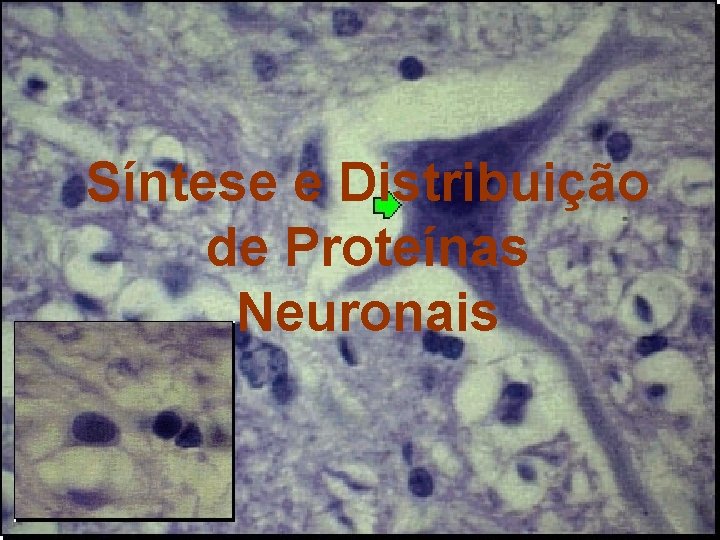 Síntese e Distribuição de Proteínas Neuronais 