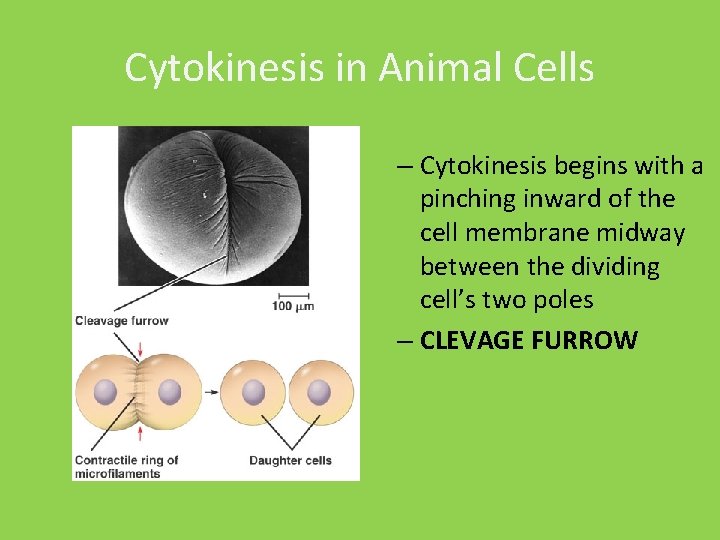 Cytokinesis in Animal Cells – Cytokinesis begins with a pinching inward of the cell