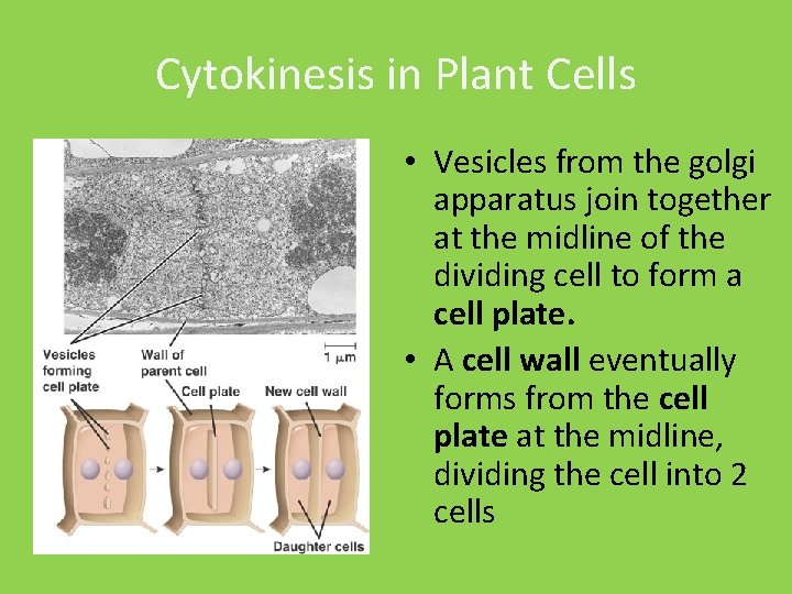 Cytokinesis in Plant Cells • Vesicles from the golgi apparatus join together at the