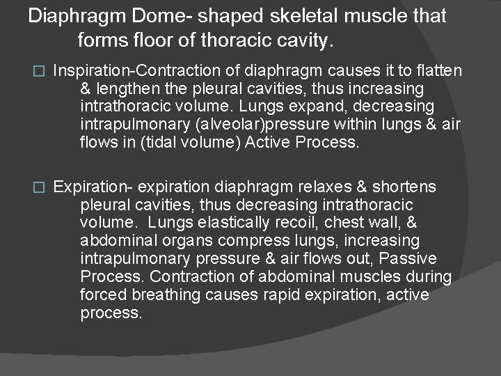 Diaphragm Dome- shaped skeletal muscle that forms floor of thoracic cavity. � Inspiration-Contraction of