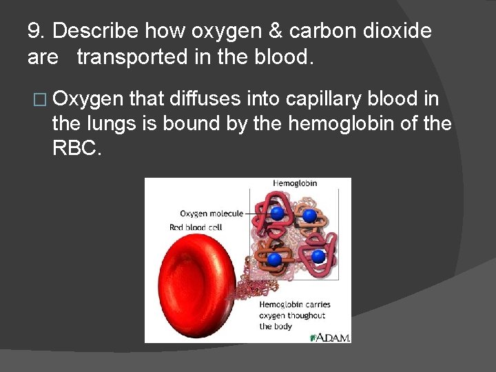 9. Describe how oxygen & carbon dioxide are transported in the blood. � Oxygen