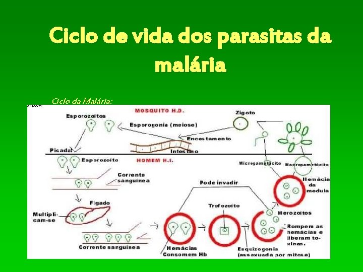 Ciclo de vida dos parasitas da malária Ciclo da Malária: 