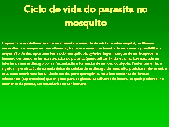 Ciclo de vida do parasita no mosquito Enquanto os anofelinos machos se alimentam somente