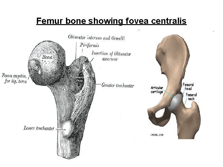 Femur bone showing fovea centralis 