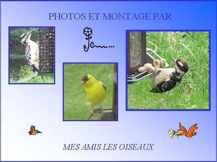 PHOTOS ET MONTAGE PAR MES AMIS LES OISEAUX 