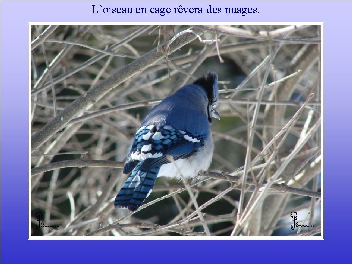 L’oiseau en cage rêvera des nuages. 