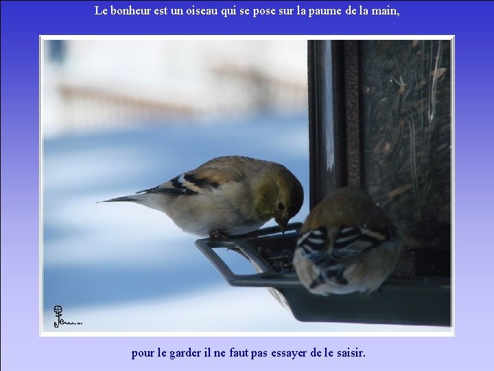 Le bonheur est un oiseau qui se pose sur la paume de la main,