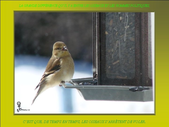 LA GRANDE DIFFÉRENCE QU’IL Y A ENTRE LES OISEAUX ET LES HOMMES POLITIQUES, C’EST