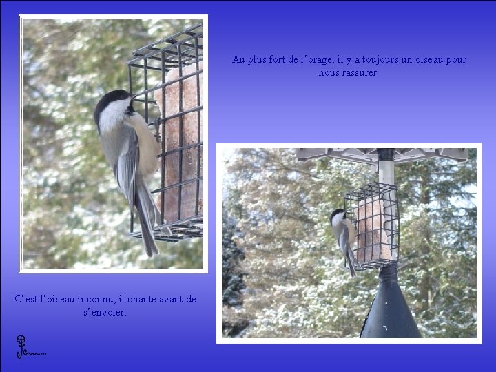 Au plus fort de l’orage, il y a toujours un oiseau pour nous rassurer.