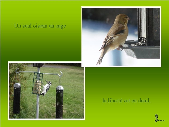 Un seul oiseau en cage la liberté est en deuil. 