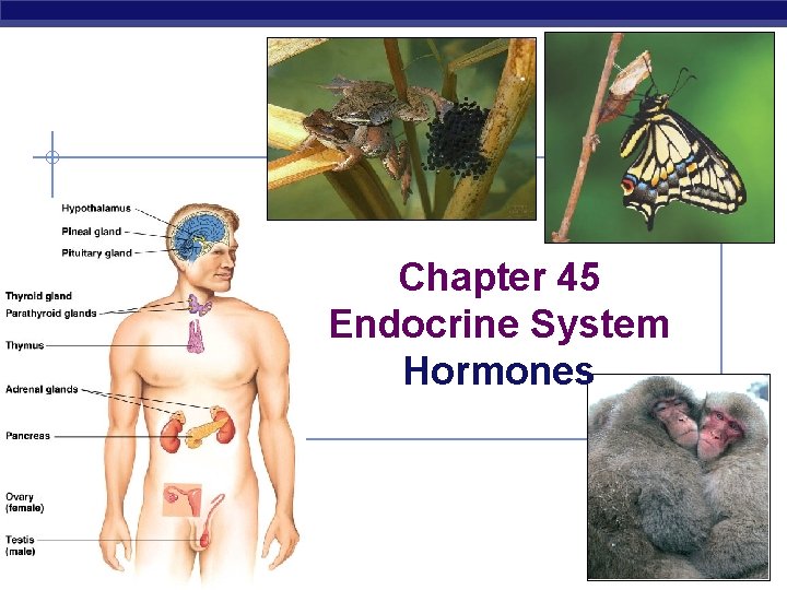 Chapter 45 Endocrine System Hormones AP Biology 2007 -2008 