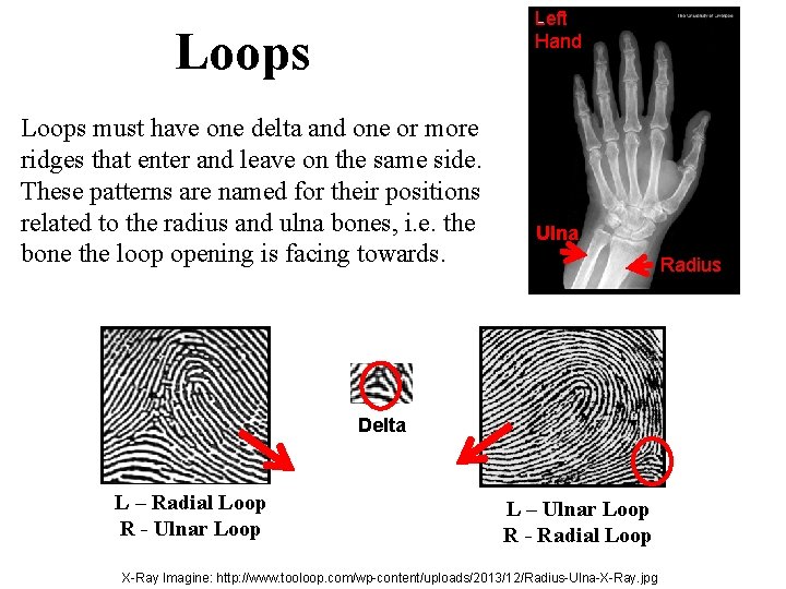 Left Hand Loops must have one delta and one or more ridges that enter