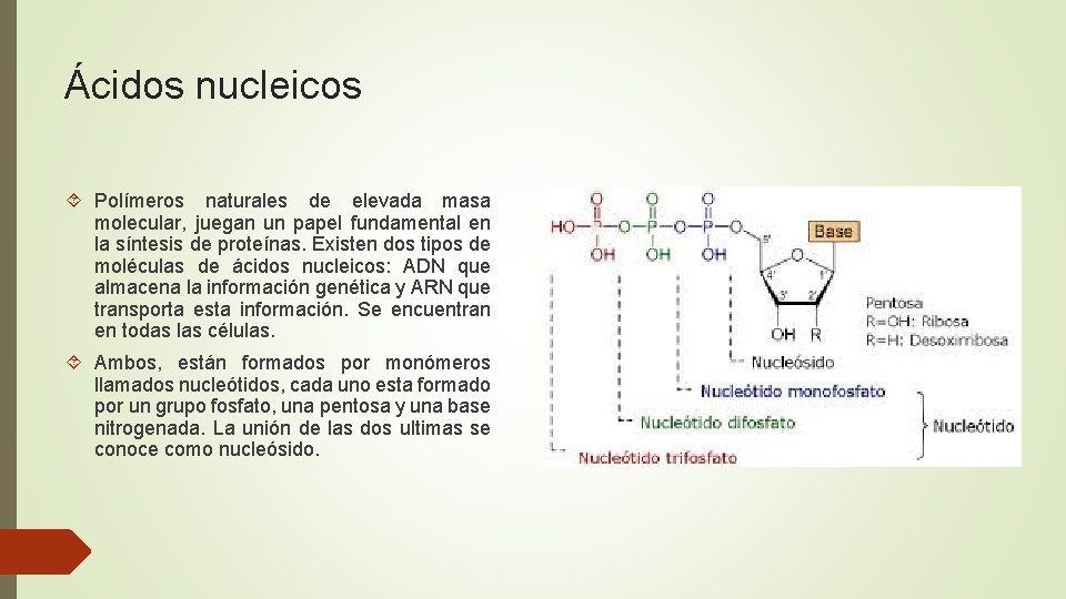Ácidos nucleicos Polímeros naturales de elevada masa molecular, juegan un papel fundamental en la