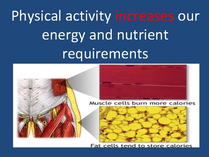 Physical activity increases our energy and nutrient requirements 