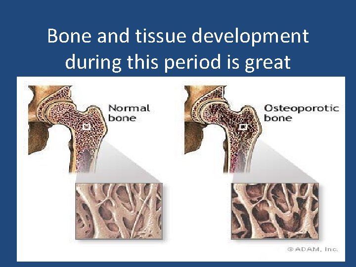 Bone and tissue development during this period is great 