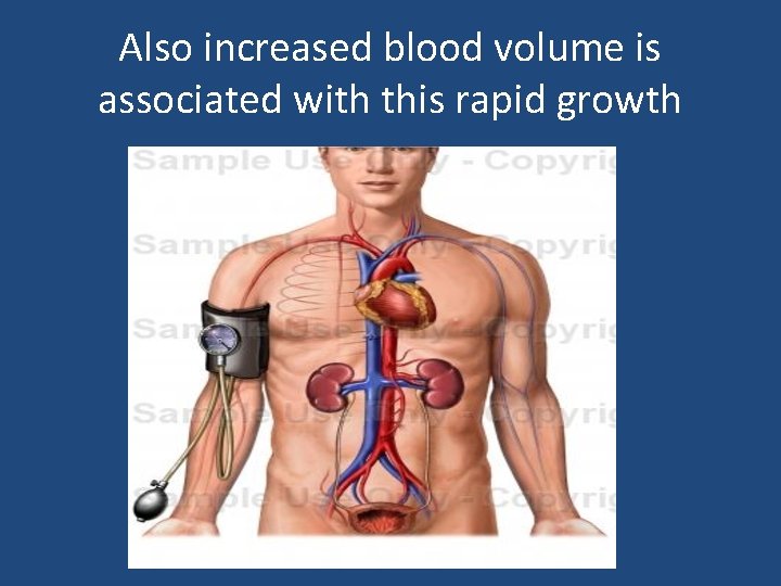 Also increased blood volume is associated with this rapid growth 