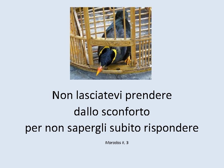 Non lasciatevi prendere dallo sconforto per non sapergli subito rispondere Moradas II, 3 