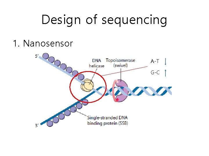 Design of sequencing 1. Nanosensor A-T G-C 