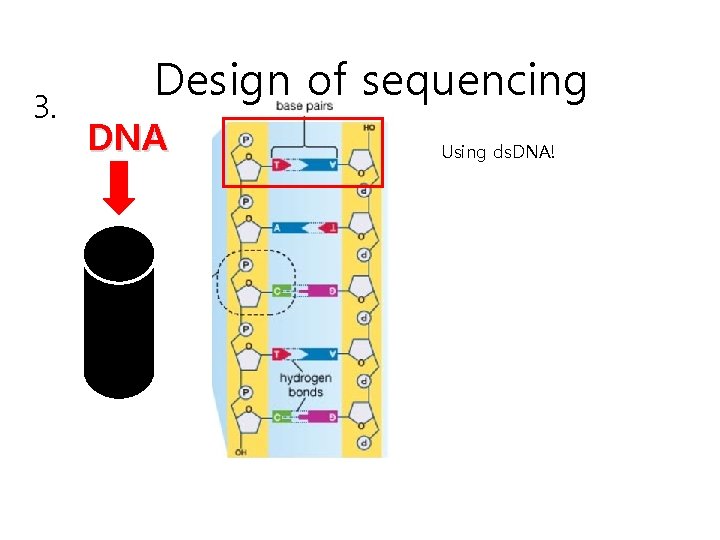 3. Design of sequencing DNA Using ds. DNA! 