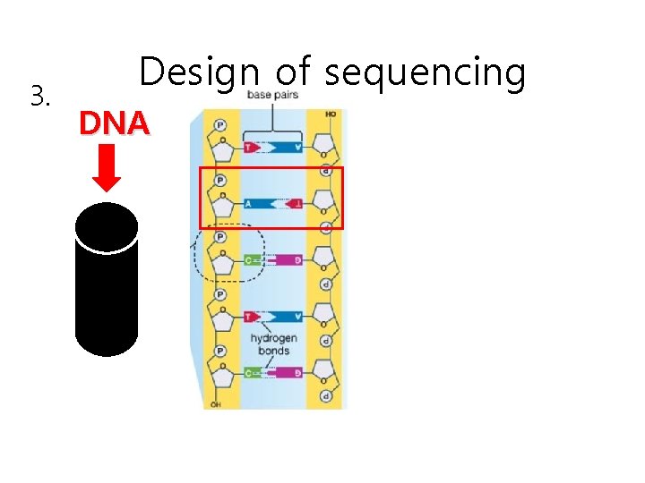 3. Design of sequencing DNA 