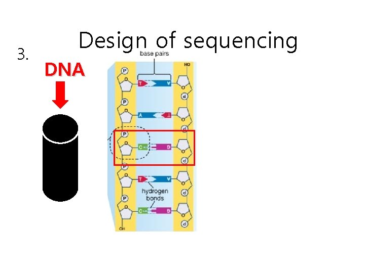 3. Design of sequencing DNA 