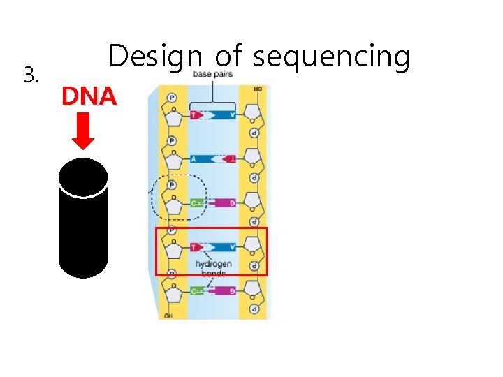 3. Design of sequencing DNA 