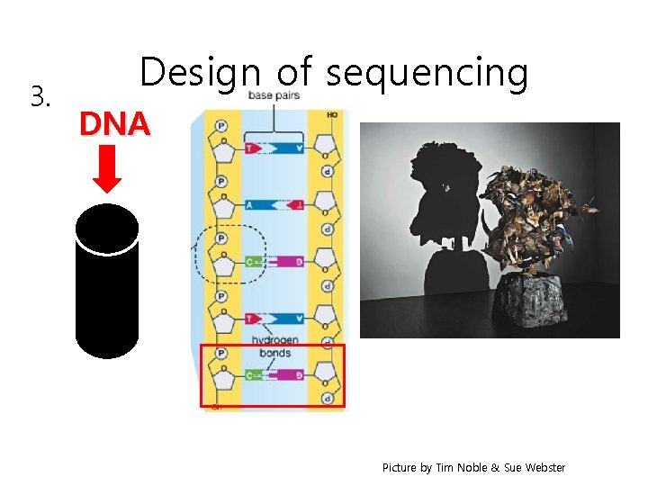 3. Design of sequencing DNA Picture by Tim Noble & Sue Webster 