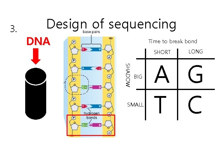 3. Design of sequencing DNA Time to break bond SHORT SHADOW BIG SMALL LONG