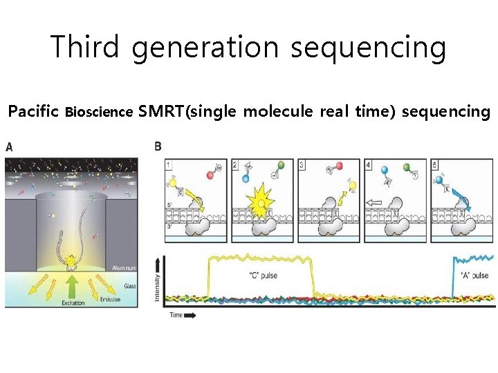 Third generation sequencing Pacific Bioscience SMRT(single molecule real time) sequencing 