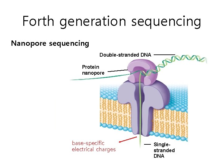 Forth generation sequencing Nanopore sequencing Double-stranded DNA Protein nanopore base-specific electrical charges Singlestranded DNA