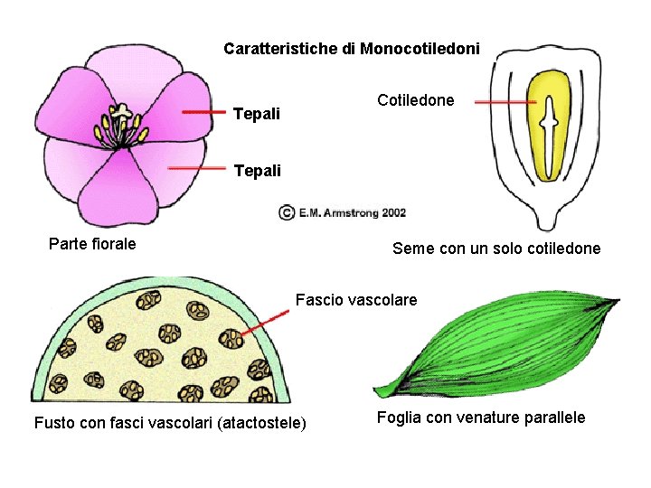 Caratteristiche di Monocotiledoni Cotiledone Tepali Parte fiorale Seme con un solo cotiledone Fascio vascolare