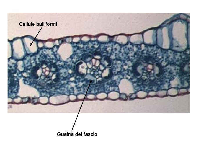 Cellule bulliformi Guaina del fascio 