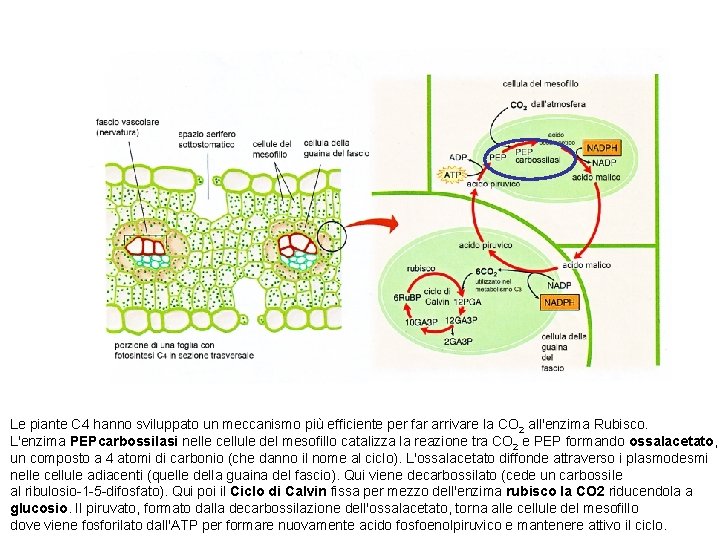 Le piante C 4 hanno sviluppato un meccanismo più efficiente per far arrivare la