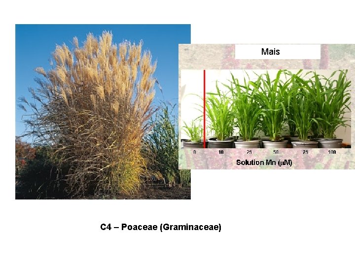 Mais C 4 – Poaceae (Graminaceae) 