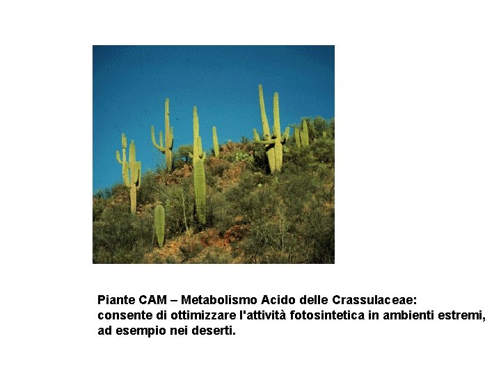 Piante CAM – Metabolismo Acido delle Crassulaceae: consente di ottimizzare l'attività fotosintetica in ambienti