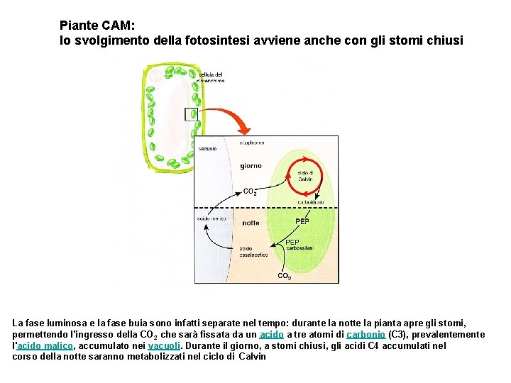 Piante CAM: lo svolgimento della fotosintesi avviene anche con gli stomi chiusi La fase