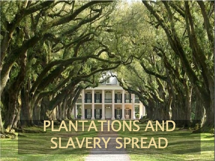 PLANTATIONS AND SLAVERY SPREAD 