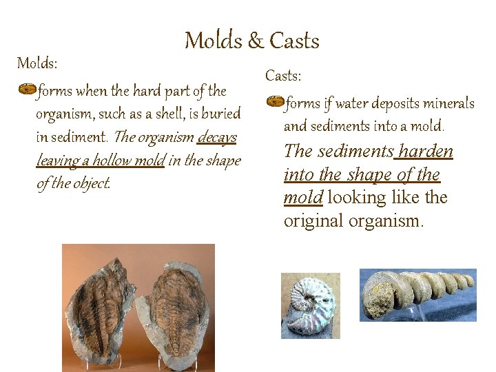 Molds & Casts Molds: forms when the hard part of the organism, such as