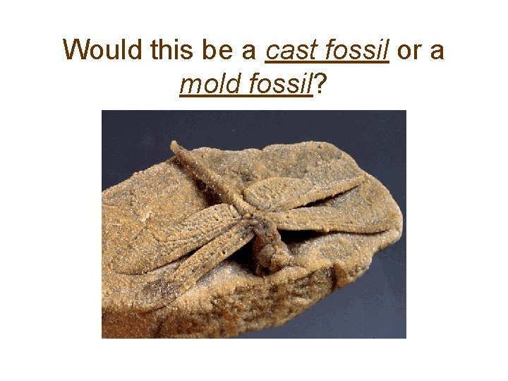 Would this be a cast fossil or a mold fossil? 