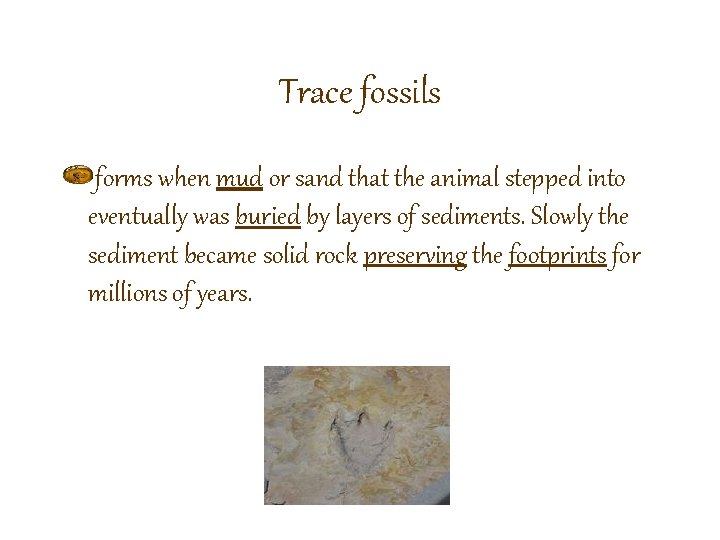 Trace fossils forms when mud or sand that the animal stepped into eventually was