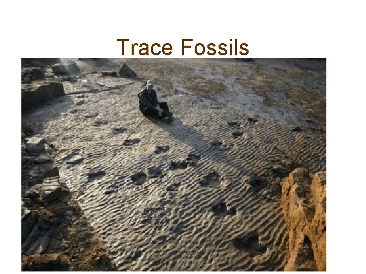 Trace Fossils 