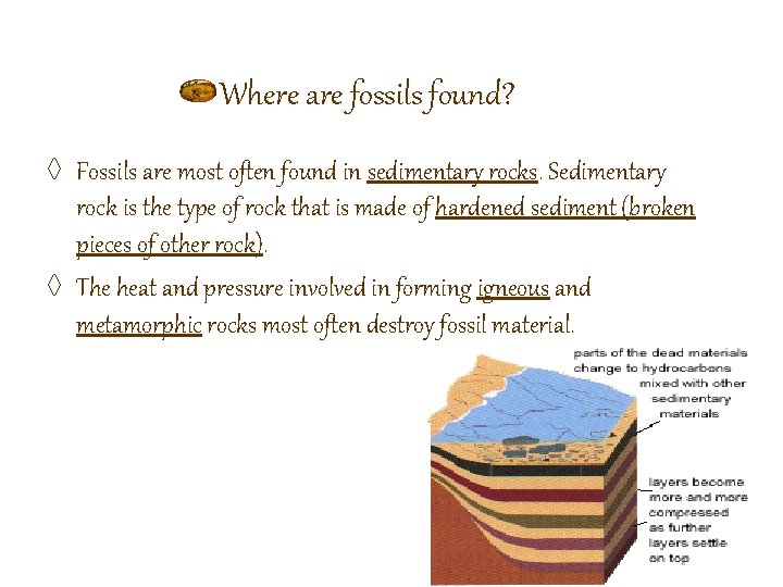 Where are fossils found? ◊ Fossils are most often found in sedimentary rocks. Sedimentary