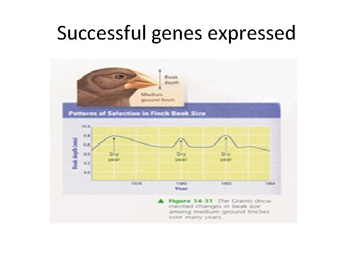 Successful genes expressed 