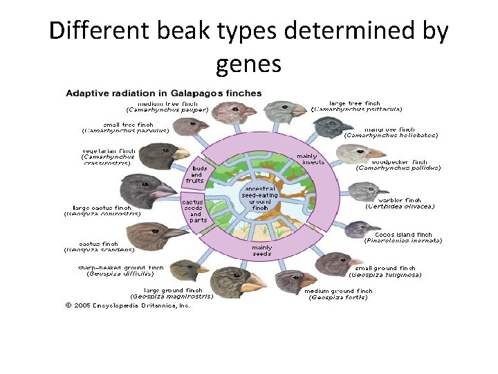Different beak types determined by genes 
